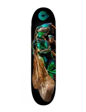 Tabla Powell Peralta BISS Cuckoo Bee