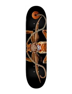 Tabla Powell Peralta Biss Marion Moth